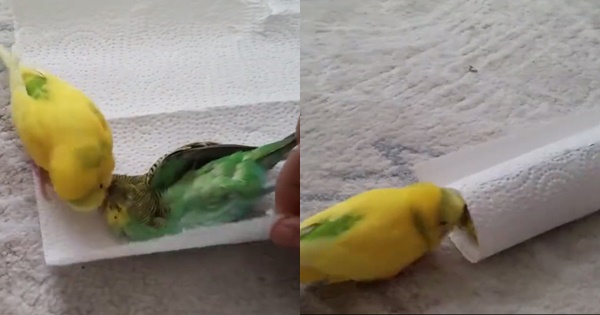 นกบอกลาเพื่อนที่ตาย นกบอกลาเพื่อนที่ตาย