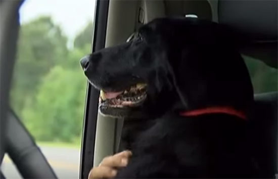 น้ำตาซึม คลิปทหารอำลาตูบร่วมสงครามเพื่อนยาก ก่อนชจะถูกการุณยฆาต น้ำตาซึม คลิปทหารอำลาตูบร่วมสงครามเพื่อนยาก ก่อนชจะถูกการุณยฆาต