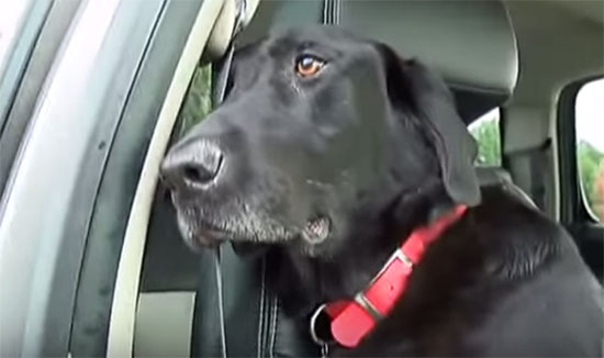 น้ำตาซึม คลิปทหารอำลาตูบร่วมสงครามเพื่อนยาก ก่อนชจะถูกการุณยฆาต น้ำตาซึม คลิปทหารอำลาตูบร่วมสงครามเพื่อนยาก ก่อนชจะถูกการุณยฆาต