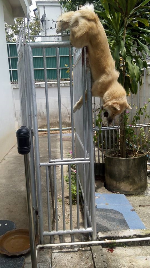 ภาพบาดตาคนรักสัตว์ ! หมาถูกรั้วเหล็กเสียบร่างข้ามคืน เจ้าของใจดำปล่อยตายอนาถ ภาพบาดตาคนรักสัตว์ ! หมาถูกรั้วเหล็กเสียบร่างข้ามคืน เจ้าของใจดำปล่อยตายอนาถ