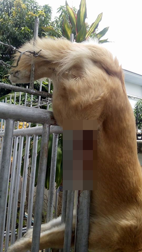 ภาพบาดตาคนรักสัตว์ ! หมาถูกรั้วเหล็กเสียบร่างข้ามคืน เจ้าของใจดำปล่อยตายอนาถ ภาพบาดตาคนรักสัตว์ ! หมาถูกรั้วเหล็กเสียบร่างข้ามคืน เจ้าของใจดำปล่อยตายอนาถ