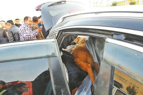 ชาวบ้านฉงน คนขับรถเก๋งรีบวิ่งหนีหลังรถชน เปิดท้ายรถผงะเจอซากสุนัขอัดแน่น ชาวบ้านฉงน คนขับรถเก๋งรีบวิ่งหนีหลังรถชน เปิดท้ายรถผงะเจอซากสุนัขอัดแน่น