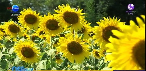 ดอกทานตะวันลพบุรี บานสะพรั่งแล้ว รอรับนักท่องเที่ยวถึงต้นปีหน้า ดอกทานตะวันลพบุรี บานสะพรั่งแล้ว รอรับนักท่องเที่ยวถึงต้นปีหน้า