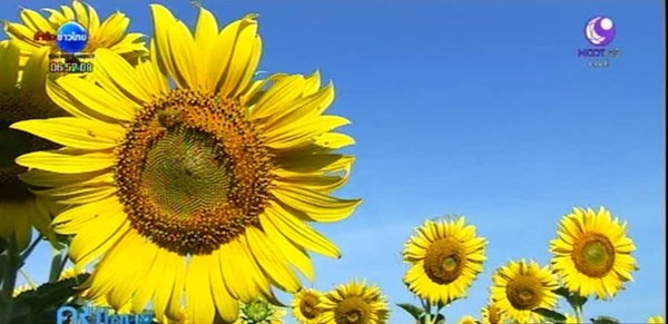 ดอกทานตะวันลพบุรี บานสะพรั่งแล้ว รอรับนักท่องเที่ยวถึงต้นปีหน้า ดอกทานตะวันลพบุรี บานสะพรั่งแล้ว รอรับนักท่องเที่ยวถึงต้นปีหน้าดอกทานตะวันลพบุรี บานสะพรั่งแล้ว รอรับนักท่องเที่ยวถึงต้นปีหน้า