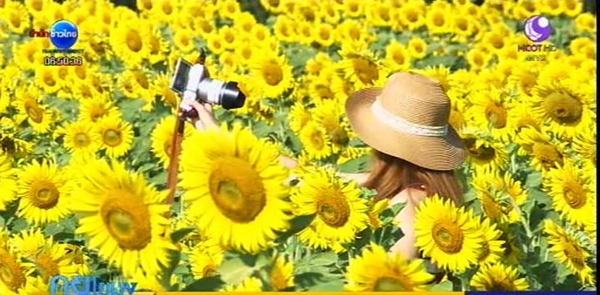 ดอกทานตะวันลพบุรี บานสะพรั่งแล้ว รอรับนักท่องเที่ยวถึงต้นปีหน้า ดอกทานตะวันลพบุรี บานสะพรั่งแล้ว รอรับนักท่องเที่ยวถึงต้นปีหน้า