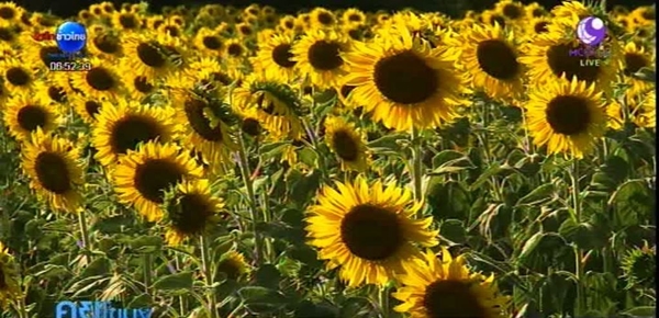 ดอกทานตะวันลพบุรี บานสะพรั่งแล้ว รอรับนักท่องเที่ยวถึงต้นปีหน้า ดอกทานตะวันลพบุรี บานสะพรั่งแล้ว รอรับนักท่องเที่ยวถึงต้นปีหน้า