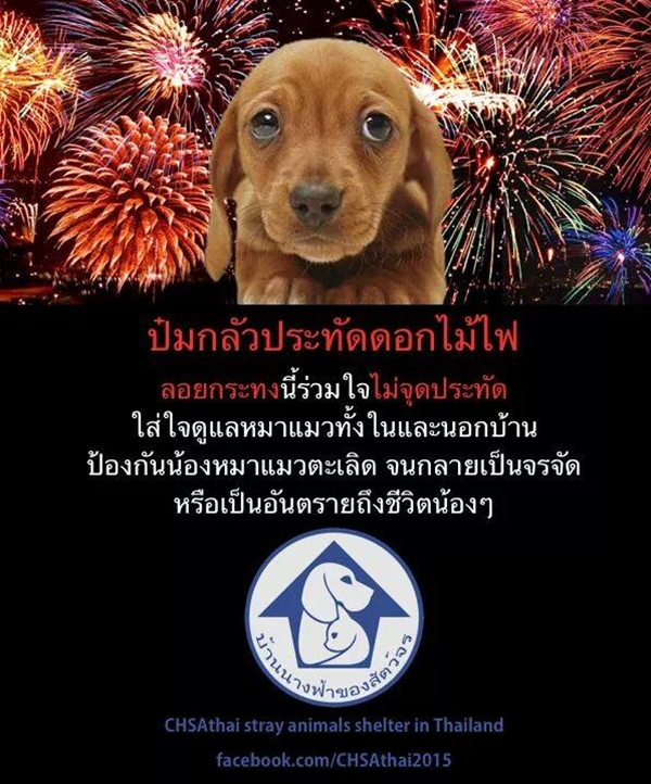 คนรักสัตว์แห่รณรงค์ป้องกันน้องหมาหาย ตกใจเสียงพลุคืนลอยกระทง คนรักสัตว์แห่รณรงค์ป้องกันน้องหมาหาย ตกใจเสียงพลุคืนลอยกระทง