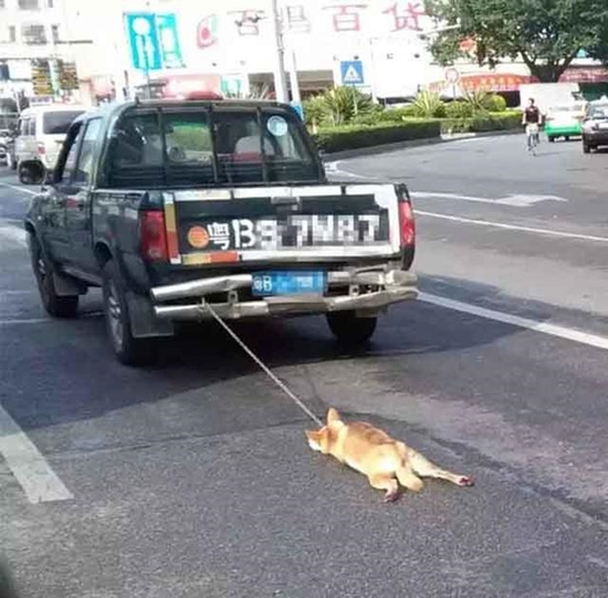 ช็อก ! คนใจชั่วรัดคอสุนัข-ใช้รถลากไถลไปกับถนนจนขาดใจตาย ช็อก ! คนใจชั่วรัดคอสุนัข-ใช้รถลากไถลไปกับถนนจนขาดใจตาย