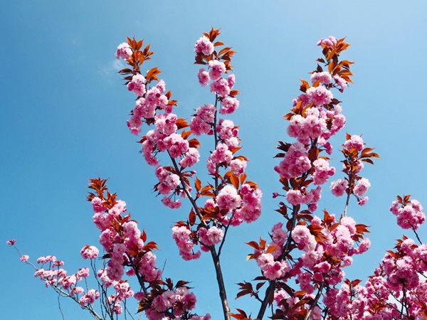 เที่ยวญี่ปุ่น เที่ยวญี่ปุ่น