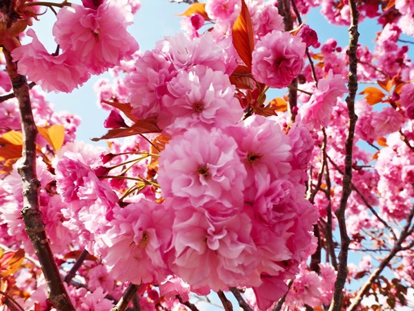 เที่ยวญี่ปุ่น เที่ยวญี่ปุ่น