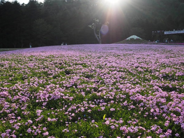 เที่ยวญี่ปุ่น เที่ยวญี่ปุ่น