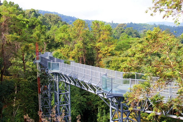 Canopy Walkway Canopy Walkway