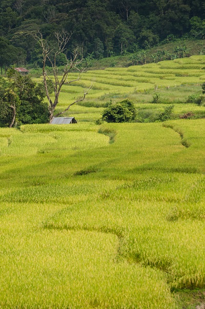 ที่เที่ยวเชียงใหม่ ที่เที่ยวเชียงใหม่