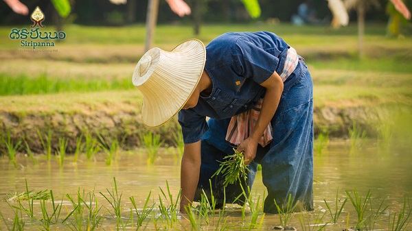 ที่พักเชียงใหม่ บรรยากาศดี สไตล์เก๋ไม่ซ้ำใคร ที่พักเชียงใหม่สวย ๆ บรรยากาศดี สไตล์เก๋ไม่ซ้ำใคร