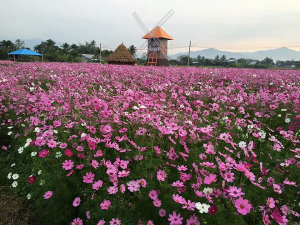 ทุ่งดอกคอสมอส ทุ่งดอกคอสมอส
