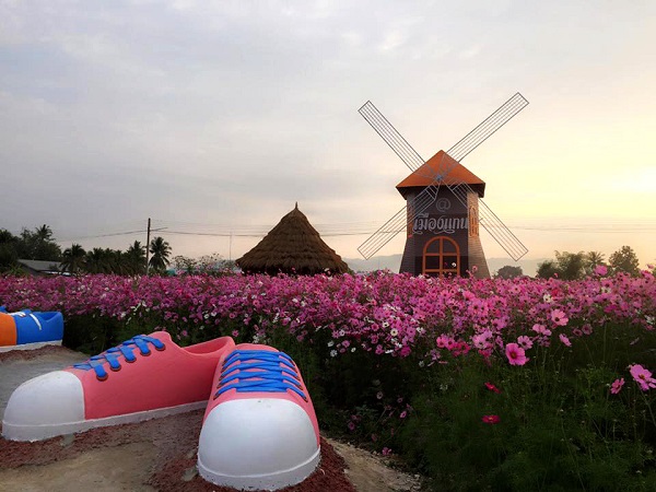 ทุ่งดอกคอสมอส ทุ่งดอกคอสมอส