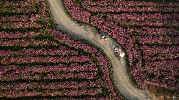 ทุ่งดอกคอสมอส ทุ่งดอกคอสมอส