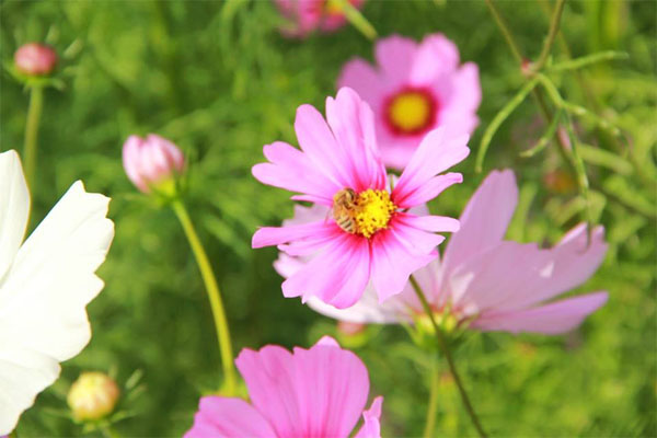 ทุ่งดอกคอสมอส ทุ่งดอกคอสมอส