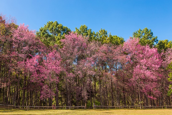 ดอยสูงและวิวสวยของเมืองไทย ดอยสูงและวิวสวยของเมืองไทย