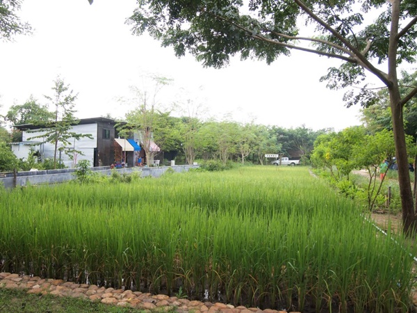 ที่พักสไตล์ออแกนิกส์ฟาร์ม ที่พักสไตล์ออแกนิกส์ฟาร์ม