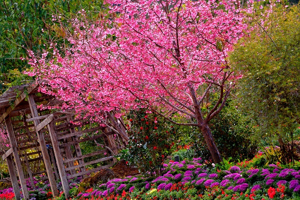 เที่ยวสวนดอกไม้ในเมืองไทย เที่ยวสวนดอกไม้ในเมืองไทย