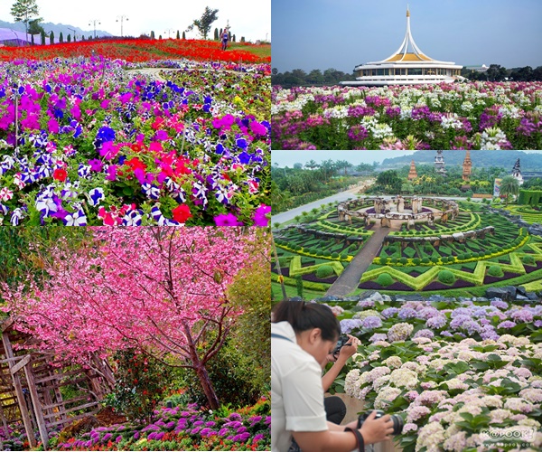 เที่ยวสวนดอกไม้ในเมืองไทย เที่ยวสวนดอกไม้ในเมืองไทย