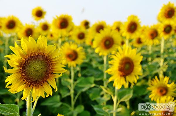 เทศกาลชมทุ่งทานตะวัน เทศกาลชมทุ่งทานตะวัน
