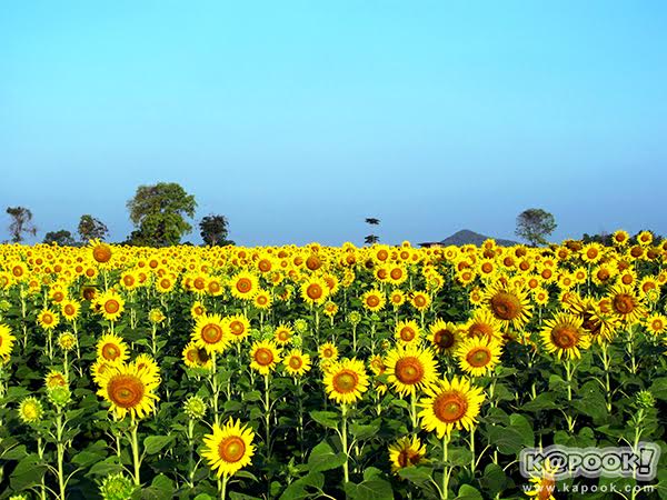 เทศกาลชมทุ่งทานตะวัน เทศกาลชมทุ่งทานตะวัน