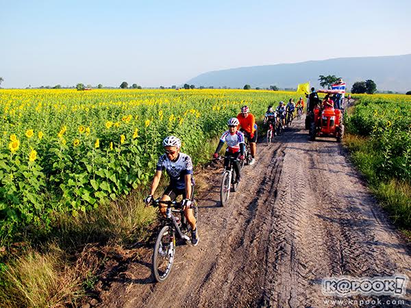 เทศกาลชมทุ่งทานตะวัน เทศกาลชมทุ่งทานตะวัน