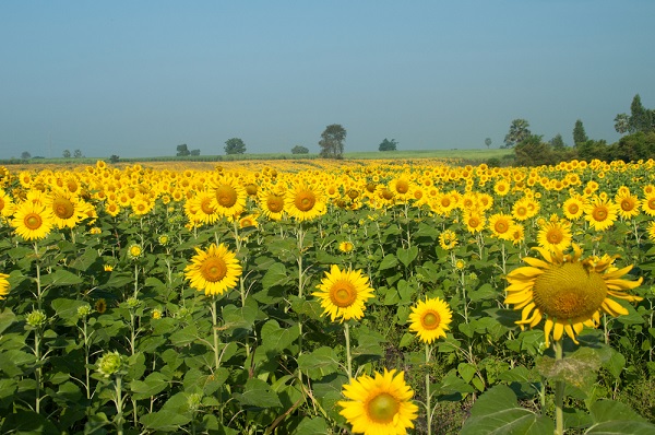 เทศกาลชมทุ่งทานตะวัน เทศกาลชมทุ่งทานตะวัน