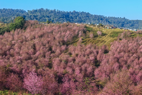 10 สถานที่ชมดอกนางพญาเสือโคร่ง 10 สถานที่ชมดอกนางพญาเสือโคร่ง