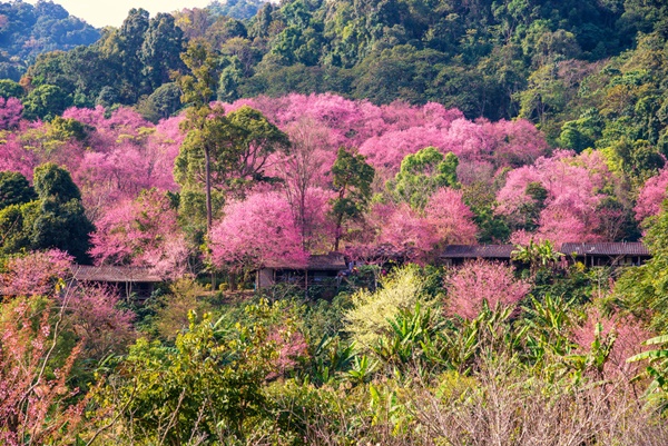 10 สถานที่ชมดอกนางพญาเสือโคร่ง 10 สถานที่ชมดอกนางพญาเสือโคร่ง