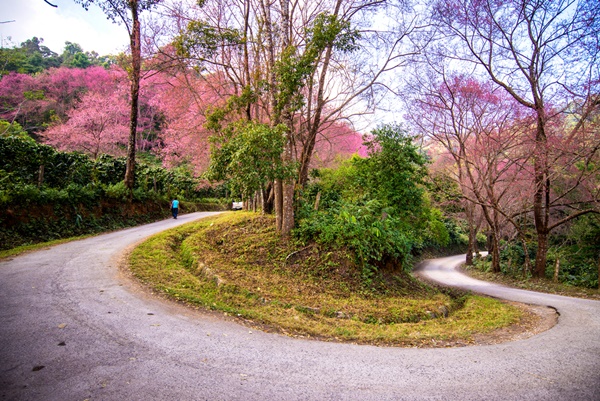 10 สถานที่ชมดอกนางพญาเสือโคร่ง 10 สถานที่ชมดอกนางพญาเสือโคร่ง