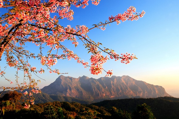 10 สถานที่ชมดอกนางพญาเสือโคร่ง 10 สถานที่ชมดอกนางพญาเสือโคร่ง