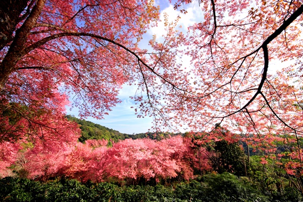 10 สถานที่ชมดอกนางพญาเสือโคร่ง 10 สถานที่ชมดอกนางพญาเสือโคร่ง
