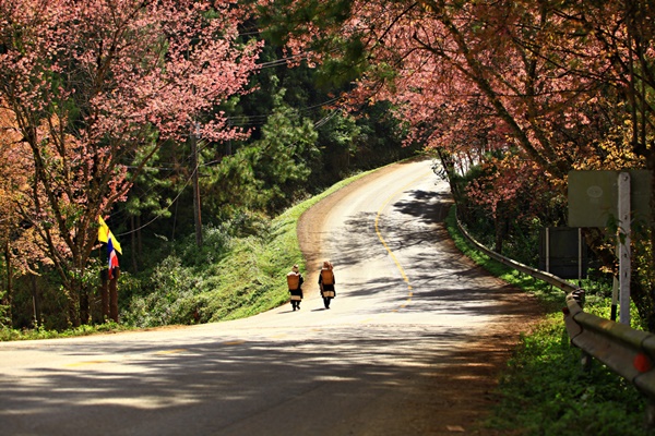 10 สถานที่ชมดอกนางพญาเสือโคร่ง 10 สถานที่ชมดอกนางพญาเสือโคร่ง