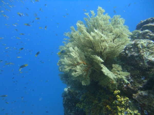 เกาะมากุย เกาะมากุย