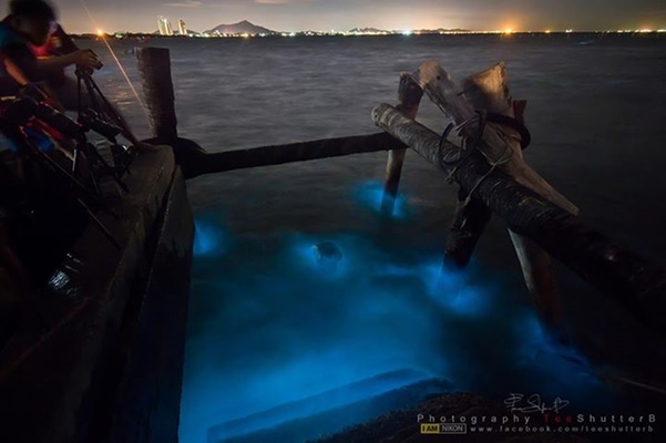 ทะเลเรืองแสง @ หาดบางแสน ของดีที่ไม่ควรพลาด ! ทะเลเรืองแสง @ หาดบางแสน ของดีที่ไม่ควรพลาด !