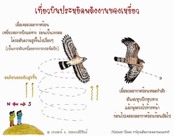 ดูเหยี่ยวอพยพ ณ เขาเรดาร์ ประจวบคีรีขันธ์ ดูเหยี่ยวอพยพ ณ เขาเรดาร์ ประจวบคีรีขันธ์