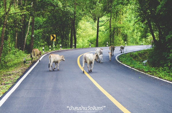 ชัมบาลาเมืองไทยของฉันอยู่ที่ บ้านวัดจันทร์ อ.กัลยาณิวัฒนา ชัมบาลาเมืองไทยของฉันอยู่ที่ บ้านวัดจันทร์ อ.กัลยาณิวัฒนา