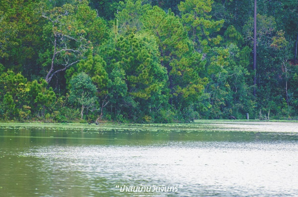 ชัมบาลาเมืองไทยของฉันอยู่ที่ บ้านวัดจันทร์ อ.กัลยาณิวัฒนา ชัมบาลาเมืองไทยของฉันอยู่ที่ บ้านวัดจันทร์ อ.กัลยาณิวัฒนา