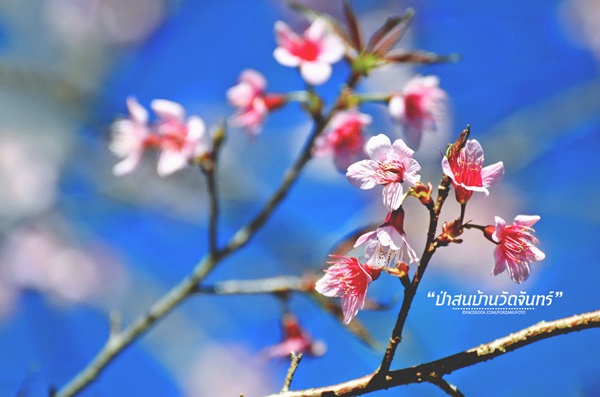 ชัมบาลาเมืองไทยของฉันอยู่ที่ บ้านวัดจันทร์ อ.กัลยาณิวัฒนา ชัมบาลาเมืองไทยของฉันอยู่ที่ บ้านวัดจันทร์ อ.กัลยาณิวัฒนา