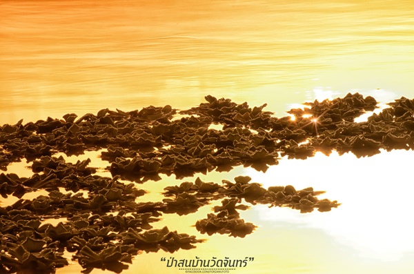 ชัมบาลาเมืองไทยของฉันอยู่ที่ บ้านวัดจันทร์ อ.กัลยาณิวัฒนา ชัมบาลาเมืองไทยของฉันอยู่ที่ บ้านวัดจันทร์ อ.กัลยาณิวัฒนา