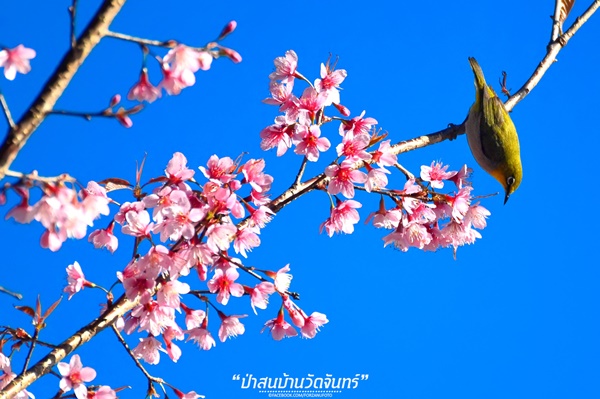 ชัมบาลาเมืองไทยของฉันอยู่ที่ บ้านวัดจันทร์ อ.กัลยาณิวัฒนา ชัมบาลาเมืองไทยของฉันอยู่ที่ บ้านวัดจันทร์ อ.กัลยาณิวัฒนา