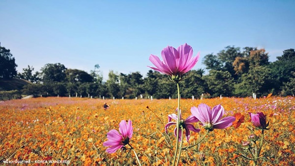 16 มุมมองใหม่ ๆ ของเกาหลี ชมเมืองในมุมสูง จาก 9 จุดชมวิวสูงเสียดฟ้าในเอเชีย