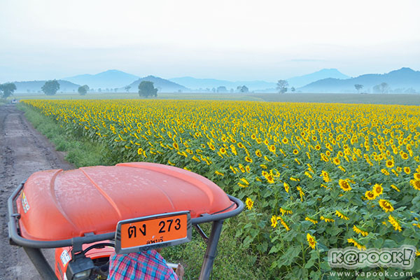 ทุ่งทานตะวัน ลพบุรี ทุ่งทานตะวัน ลพบุรี