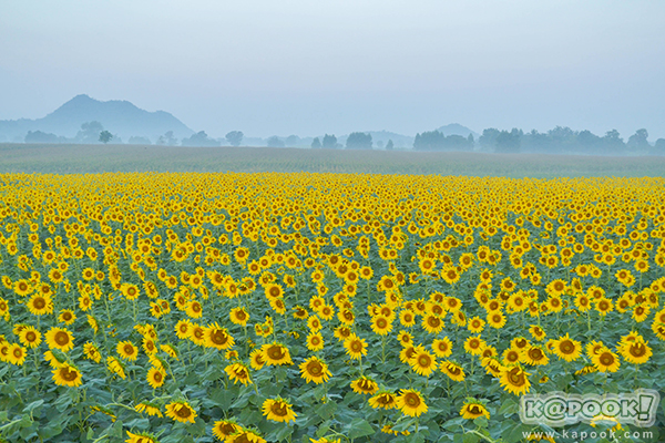 ทุ่งทานตะวัน ลพบุรี ทุ่งทานตะวัน ลพบุรี