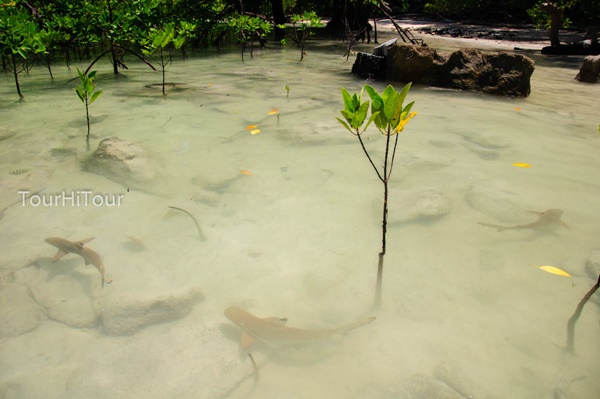 เที่ยวหมู่เกาะสุรินทร์ เที่ยวหมู่เกาะสุรินทร์