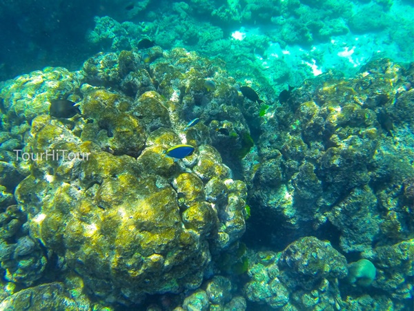 เที่ยวหมู่เกาะสุรินทร์ เที่ยวหมู่เกาะสุรินทร์