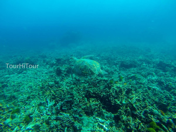 เที่ยวหมู่เกาะสุรินทร์ เที่ยวหมู่เกาะสุรินทร์